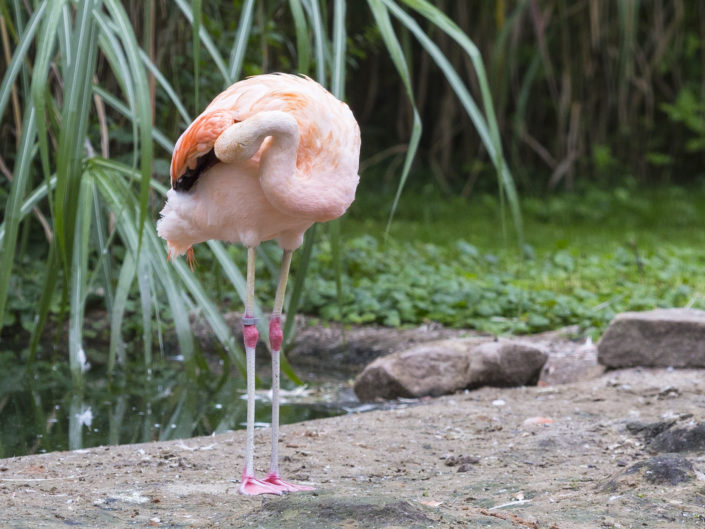 Chilean flamingi in zoo