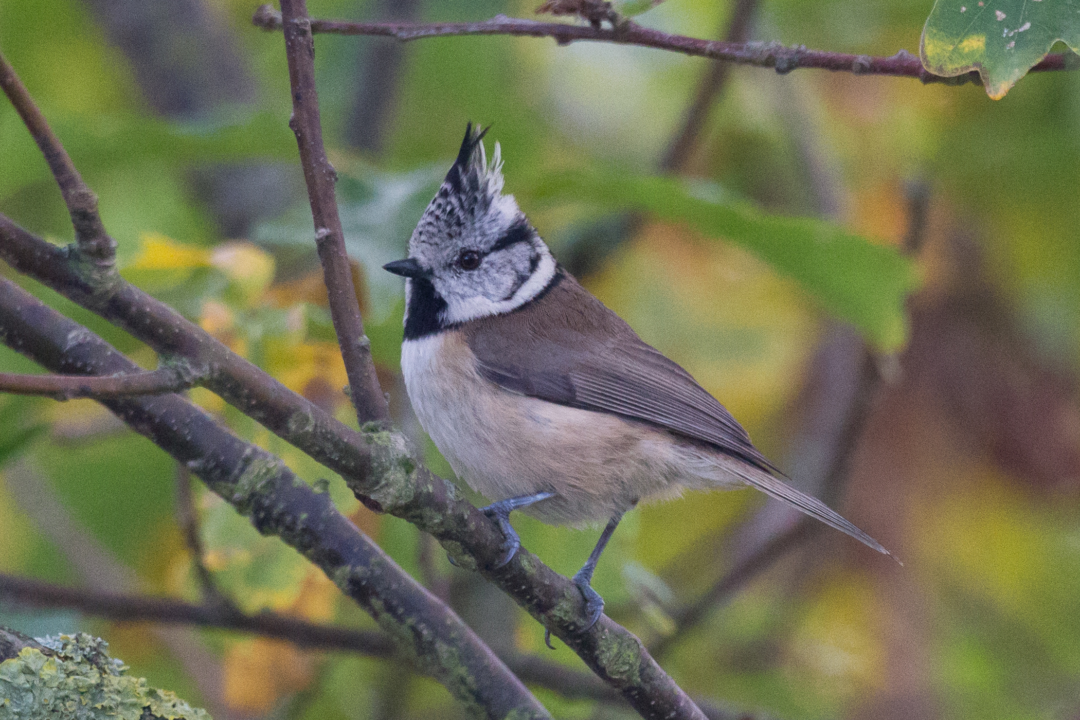 Birdwatching European crested tit (Haubenmeise), Gülper See