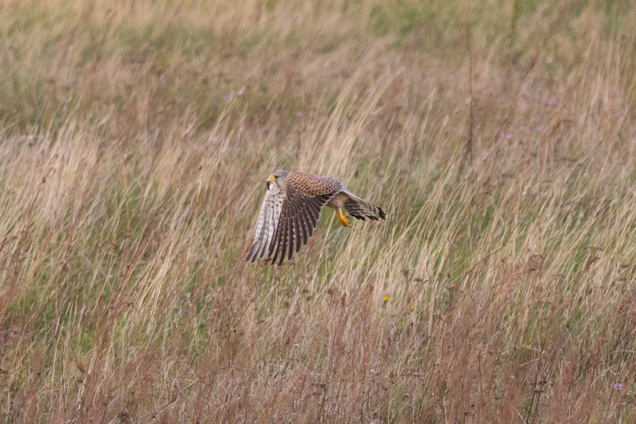 Birdwatching Common kestrel (Turmfalke), Gülper See