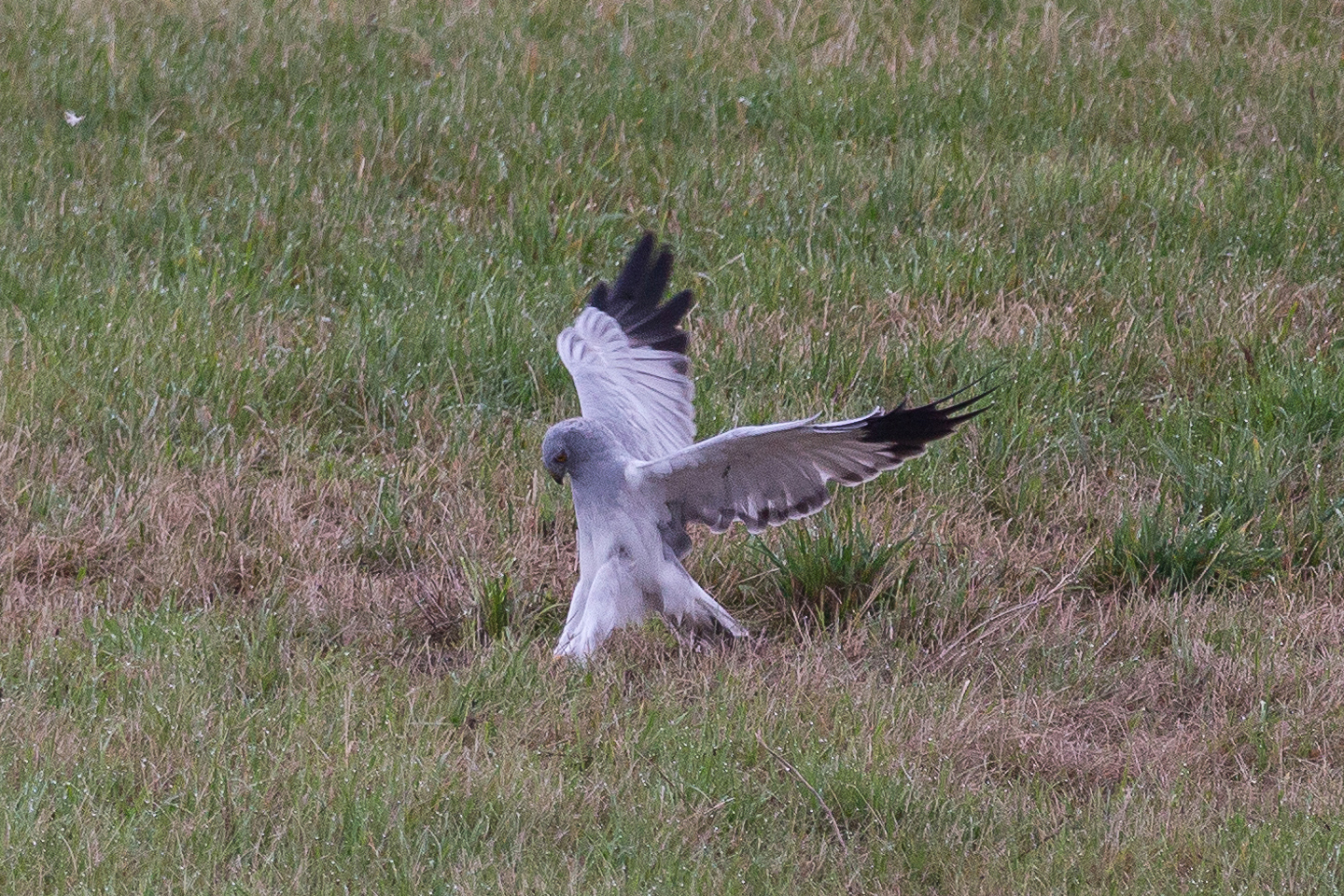 Birdwatching Hen harrior male (Kornweihe, männlich), Havelland