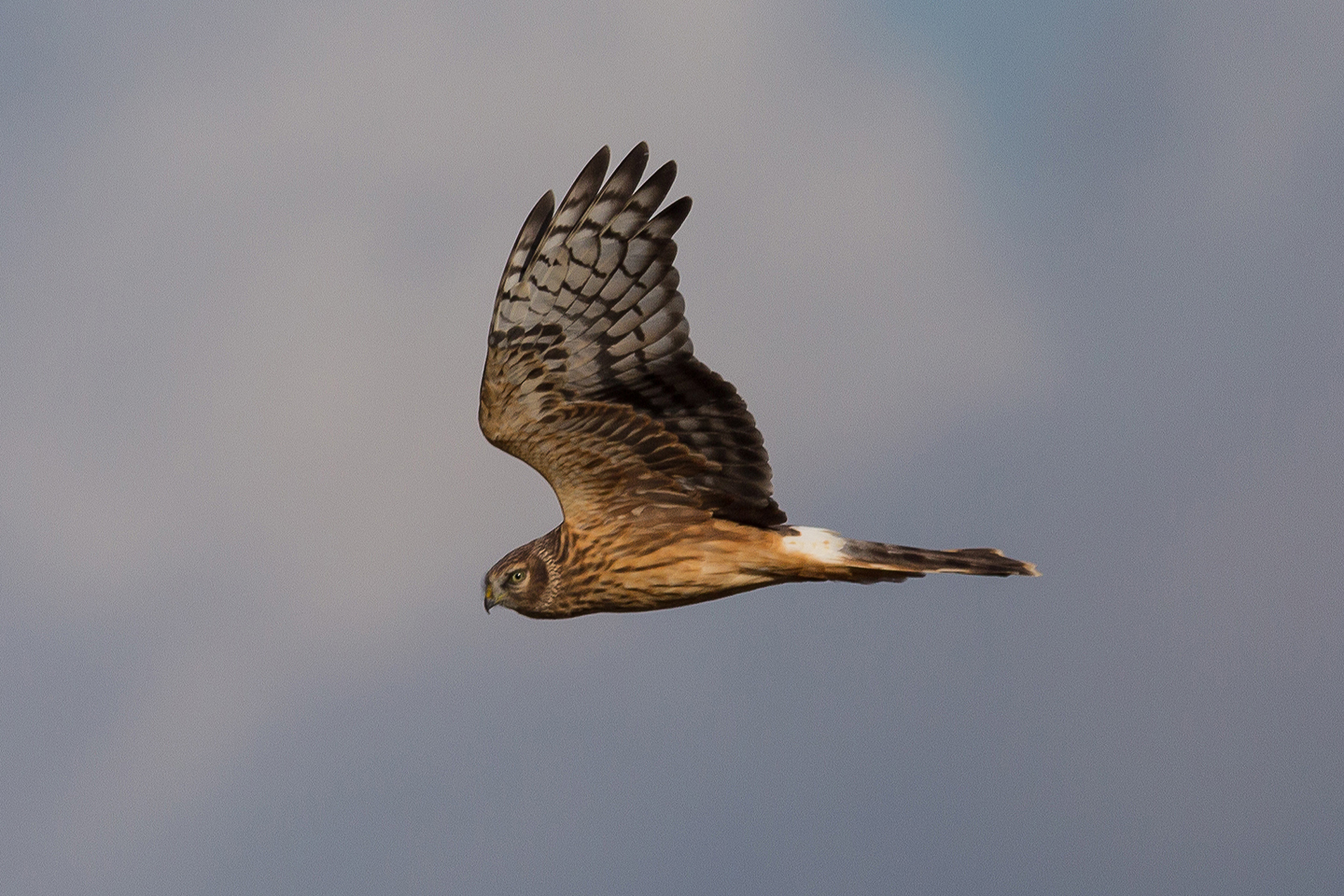 Birdwatching Hen harrior female (Kornweihe, weiblich), Havelland
