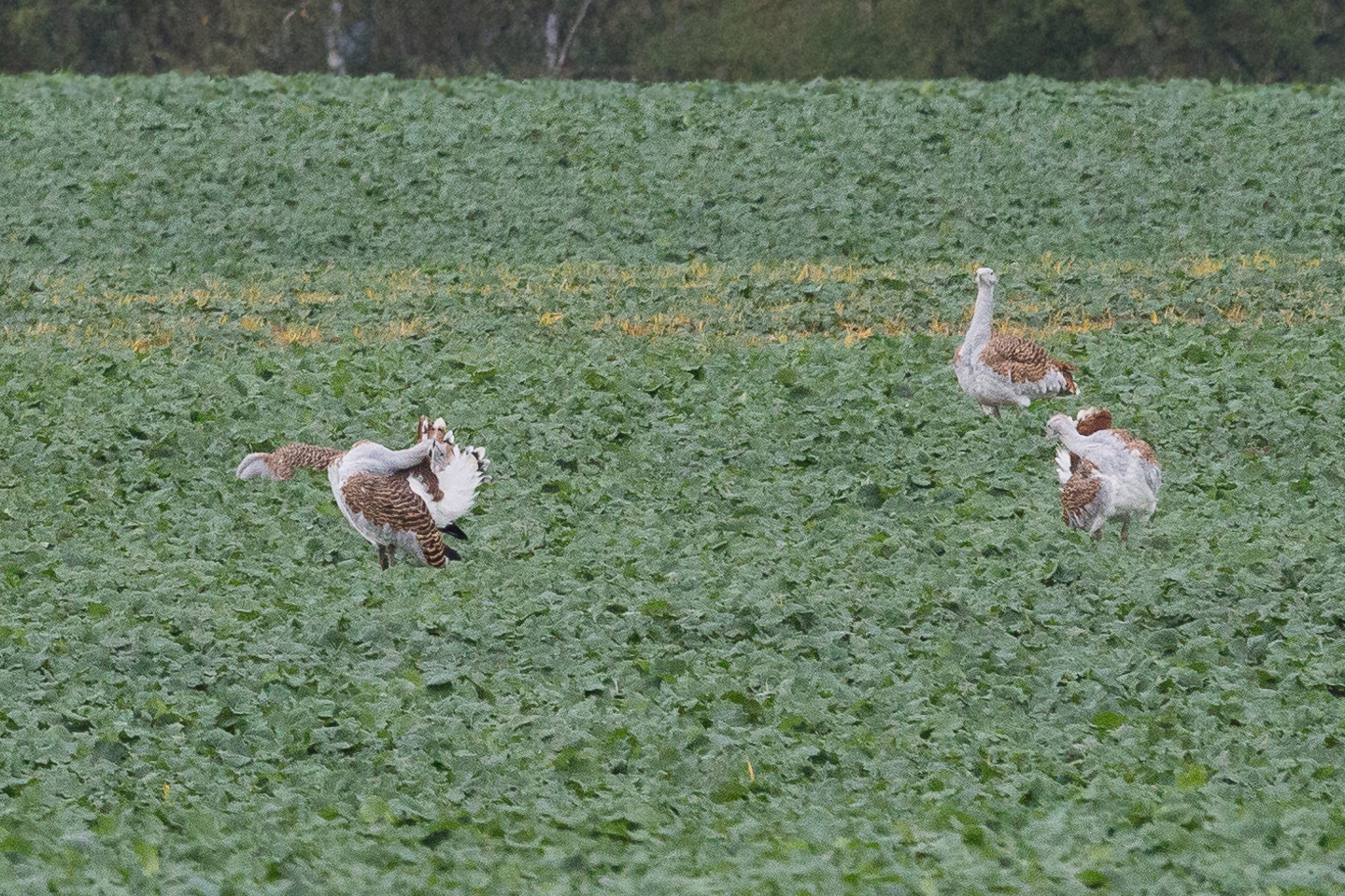 Birdwatching Great bustard (Großtrappe), Havelland