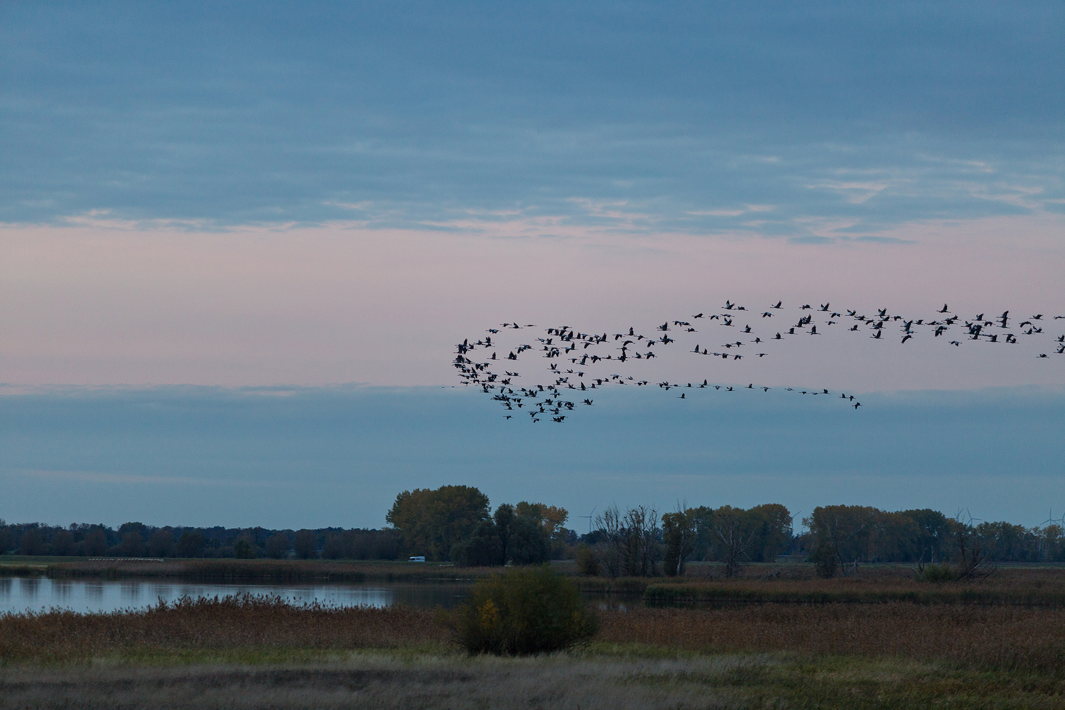 Birdwatching Cranes on their way to Gülper See (Kraniche im Anflug auf den Gülper See)