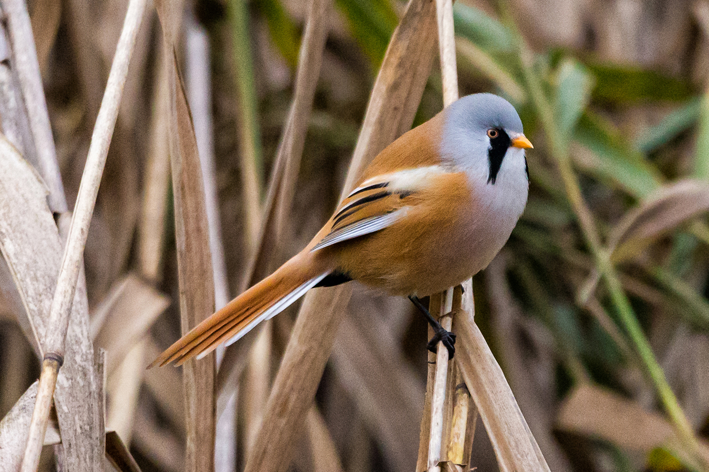 Birdwatching Bearded reedling (Bartmeise), Linum