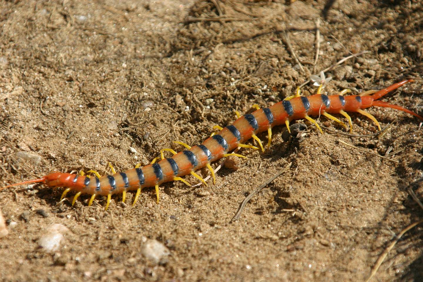 Centipede (Hundertfüßler), Namibia