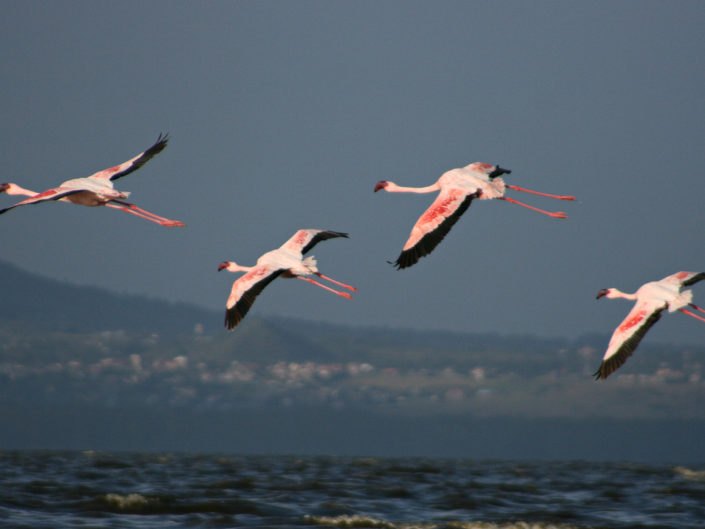 Flying lesser flamingos