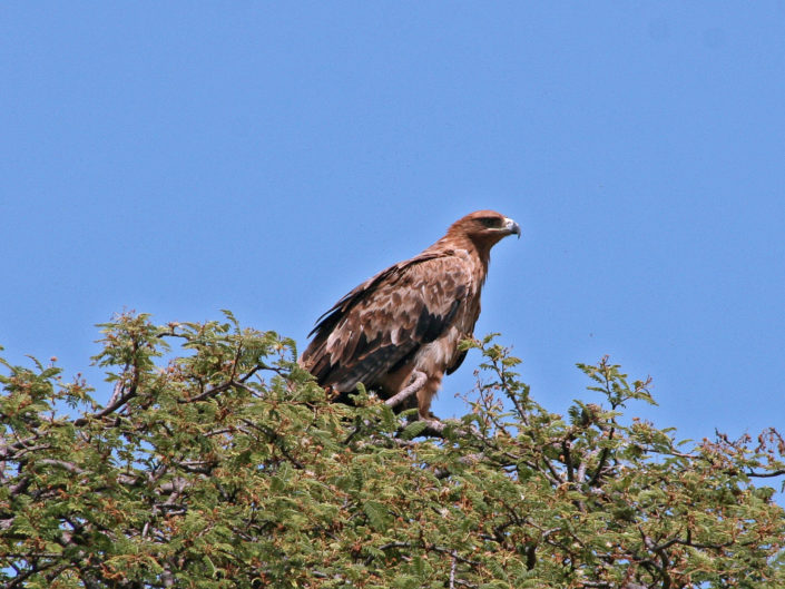 Tawny Eagle (Savannenadler) on a tree