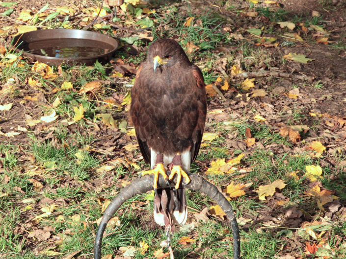 Harris's hawk