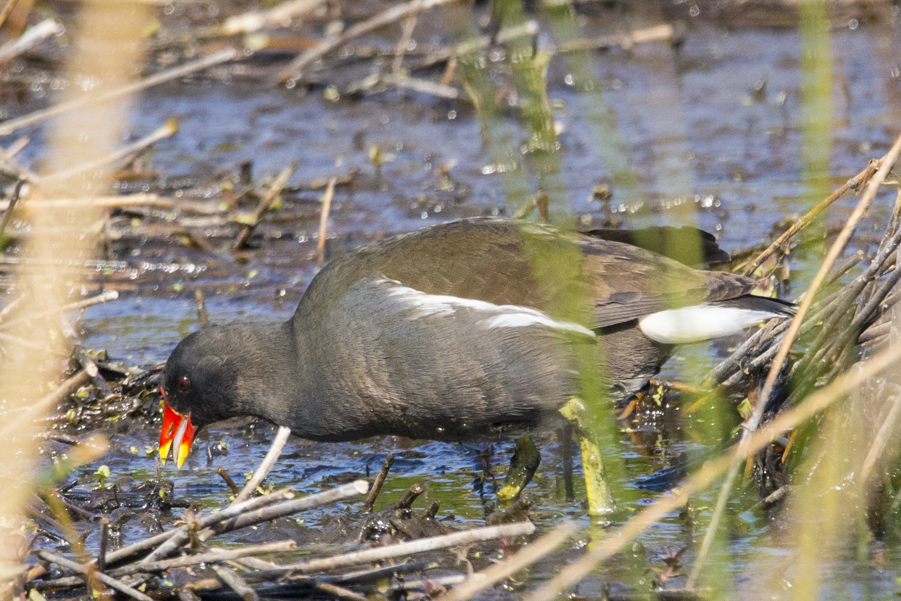 Common moorhen