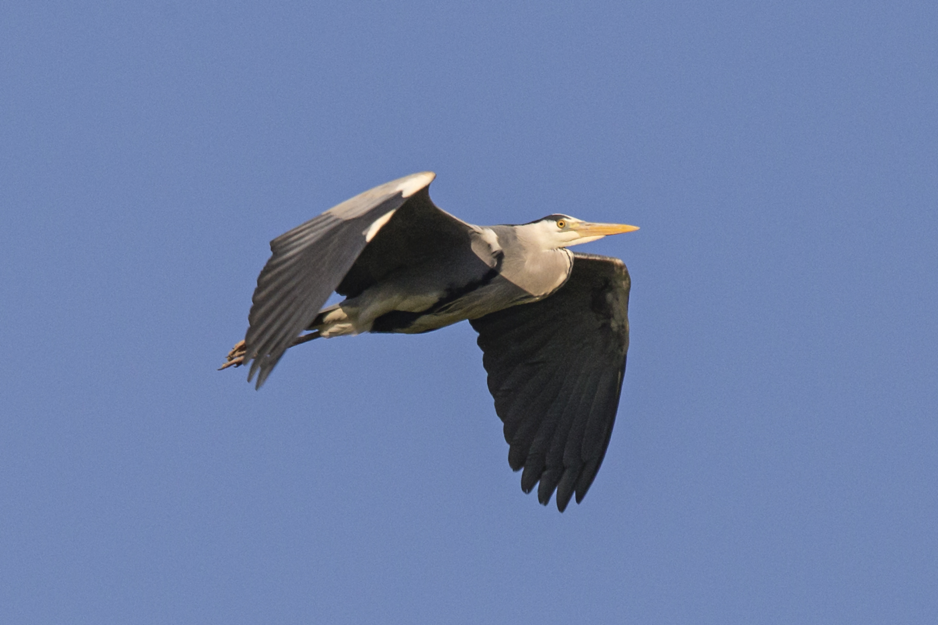 Gray heron flying