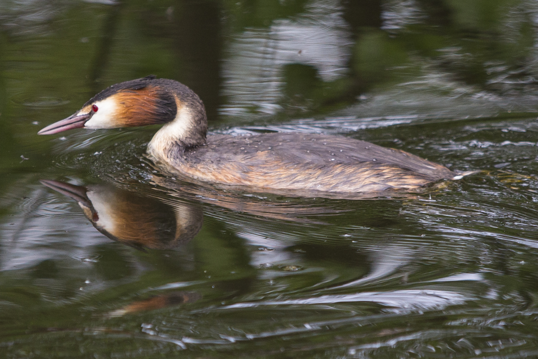 Great crested grebe
