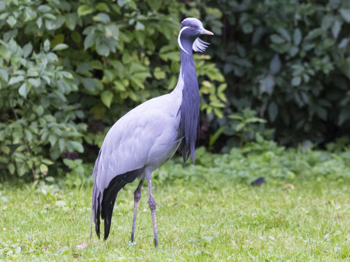 Demoiselle crane