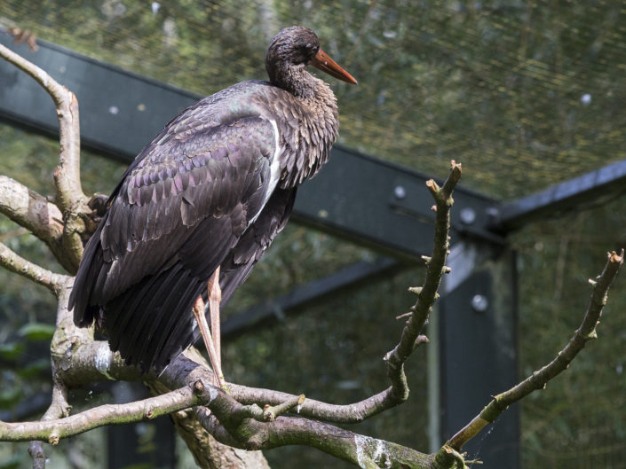 Black stork