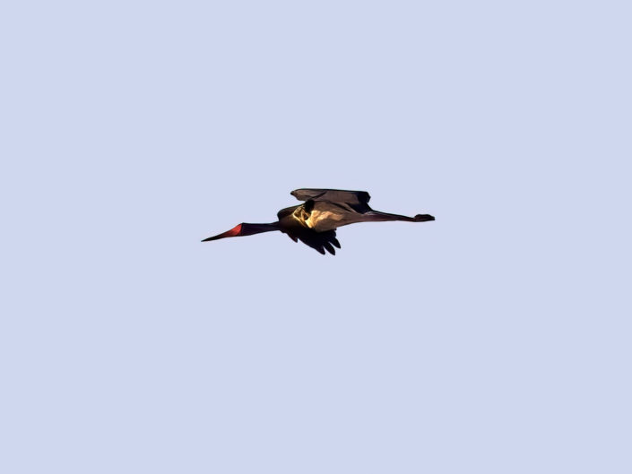Black stork
