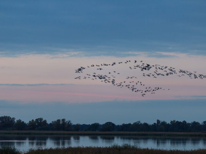 Common cranes flying