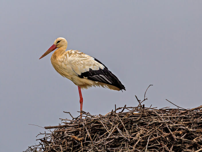 White stork