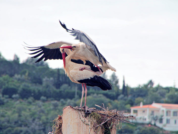 White storks in family planning