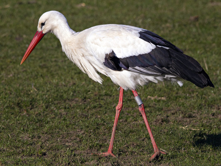 White stork
