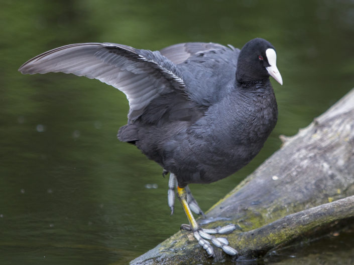Eurasian coot