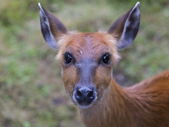 Forest sitatunga