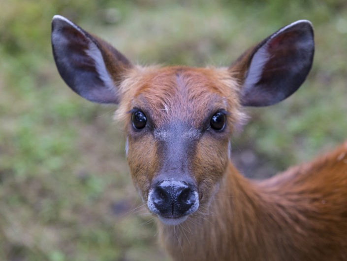 Forest sitatunga