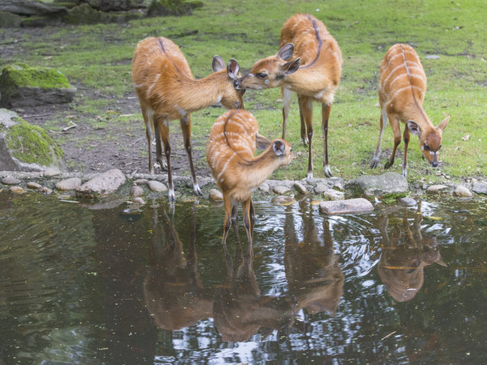 Forest sitatunga
