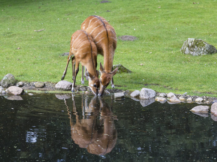 Forest sitatunga