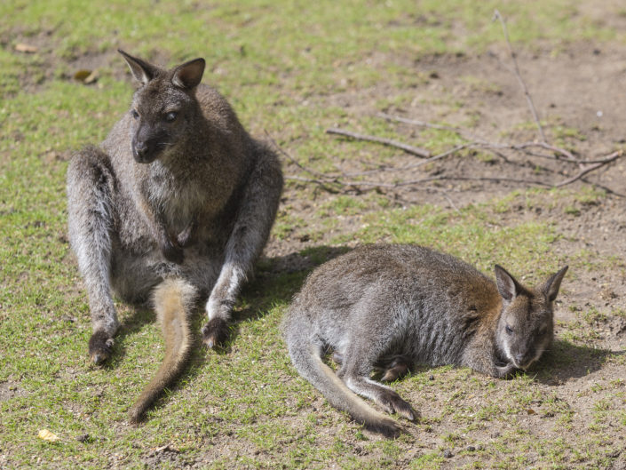 Red-necked wallaby