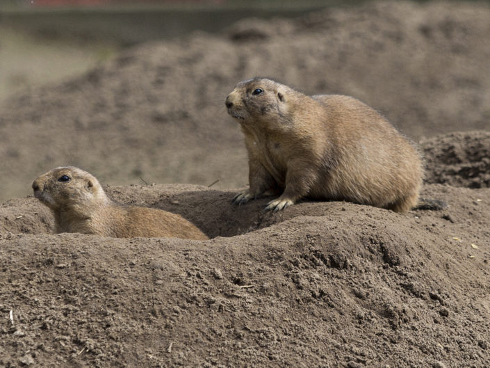 Prairie dog
