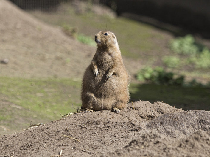 Prairie dog
