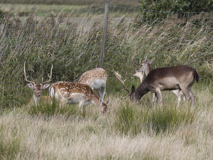 Fallow deer