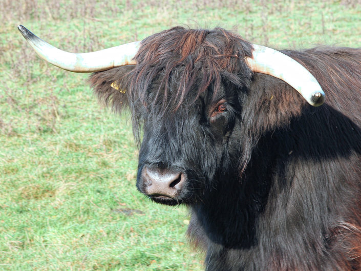 Galloway cattle