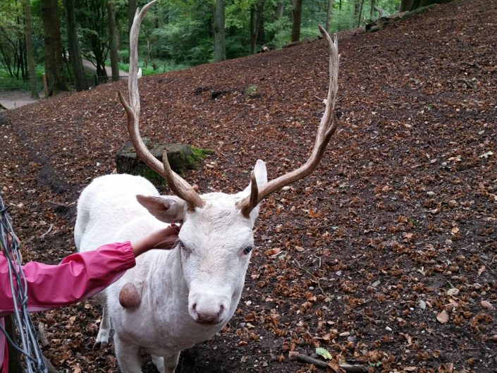 White fallow deer