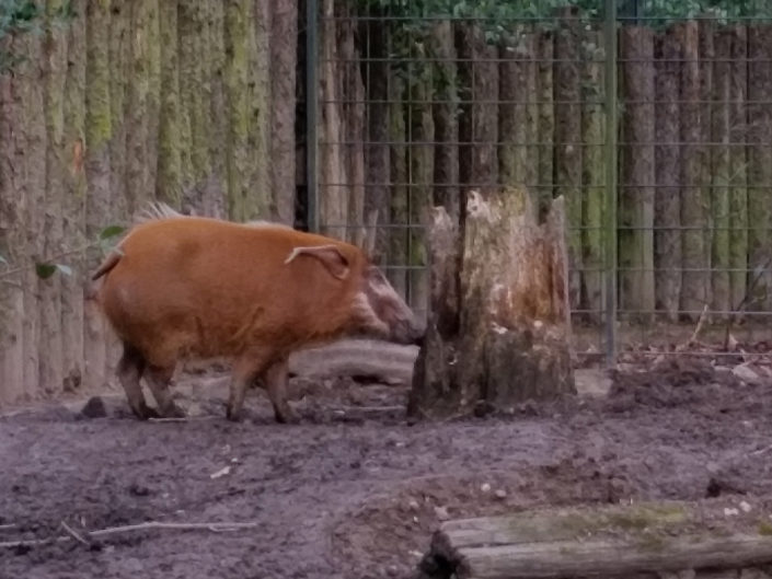 Red river hog