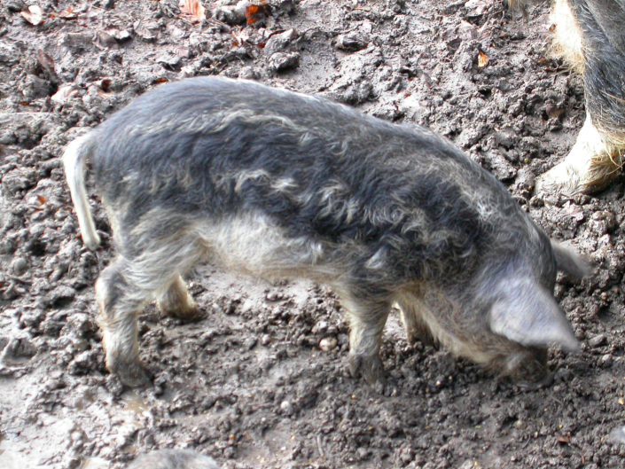Mangalica