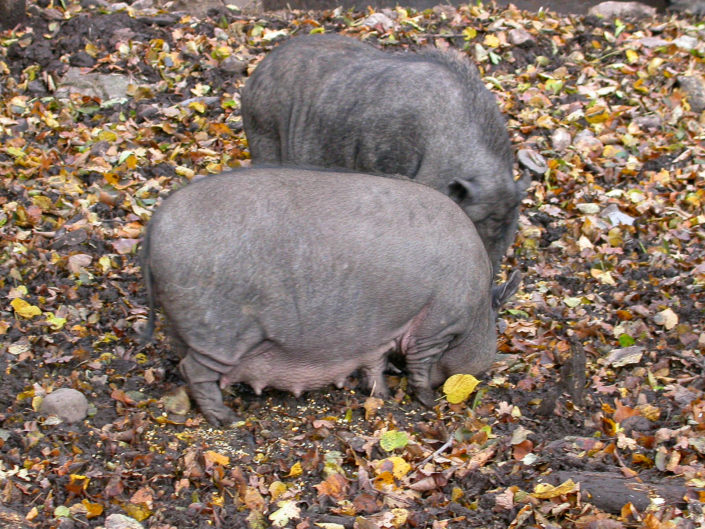 Vietnamese Pot-bellied