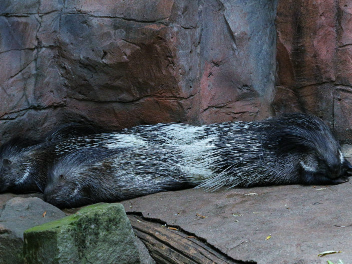 Indian crested porcupine
