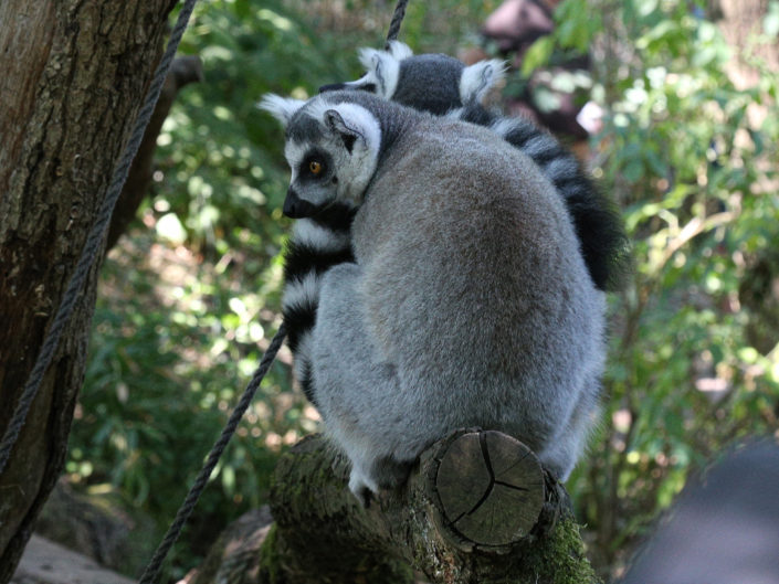 Ring-tailed lemur