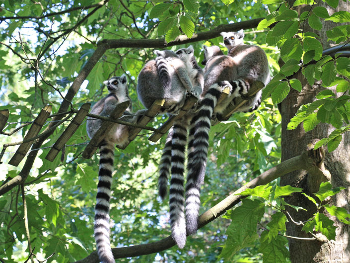 Ring-tailed lemur