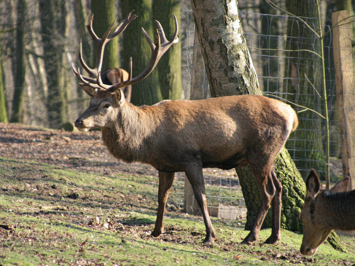 Red deer