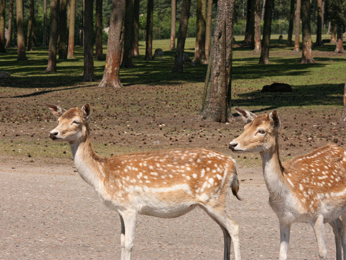 Fallow deer
