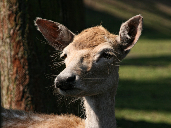 Fallow deer