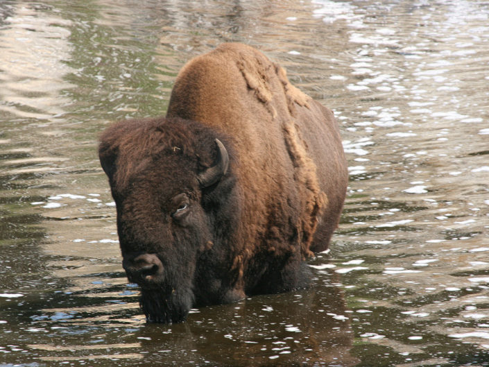 American bison