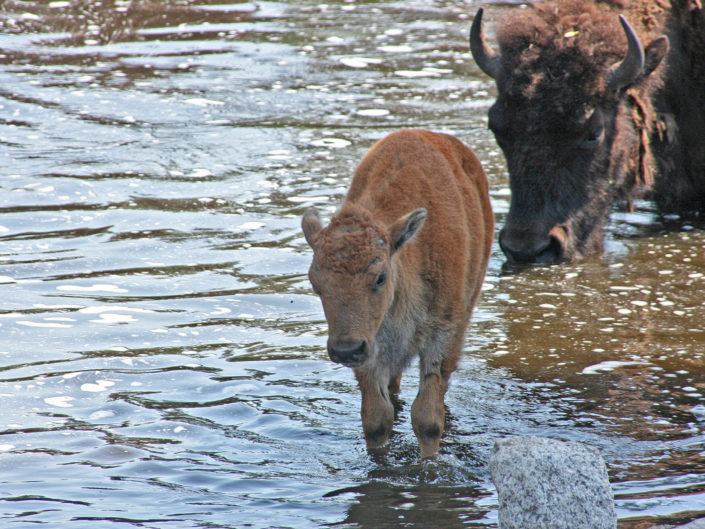 American bison