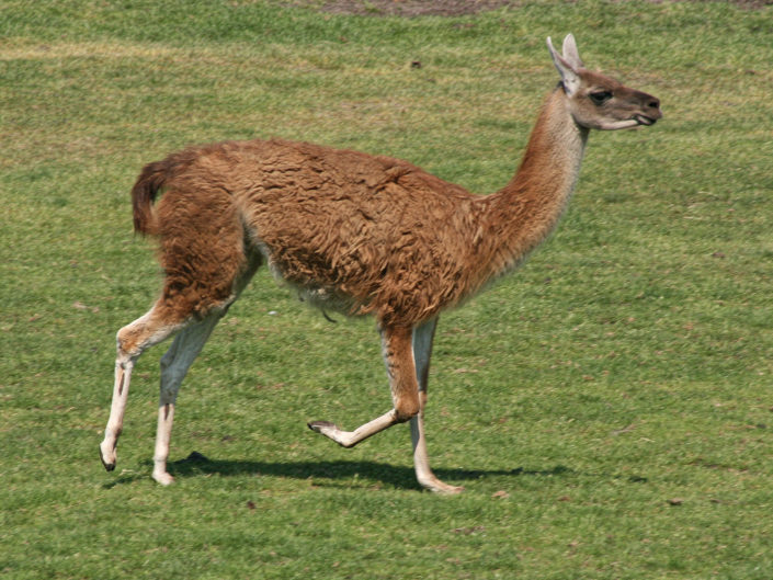 Guanaco
