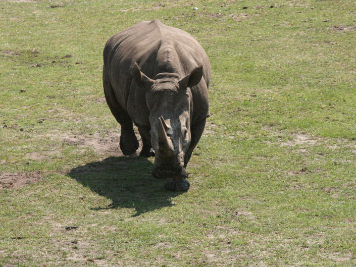 White rhinoceros