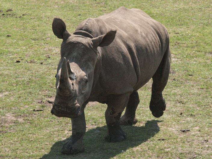 White rhinoceros