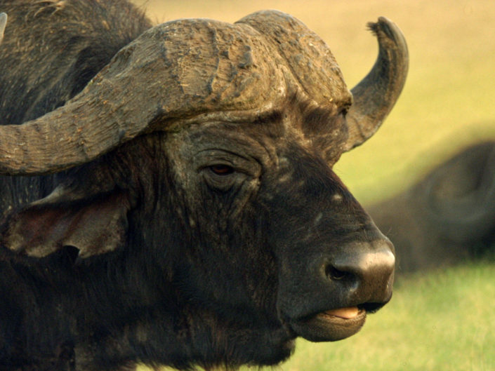 African buffalo