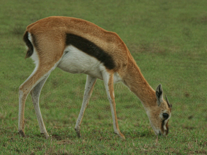 Thomson's gazelle