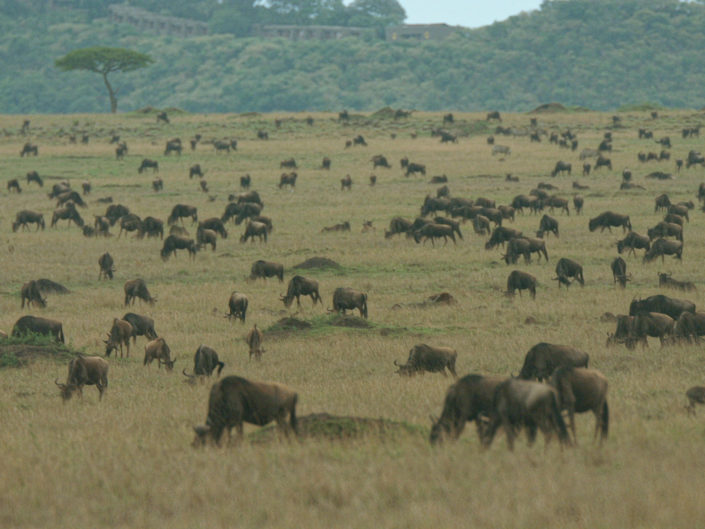 Western white-bearded wildebeests